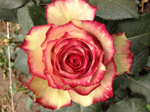 Rose CLOWN - Standard Rose - Roses - Flowers by category | Sierra